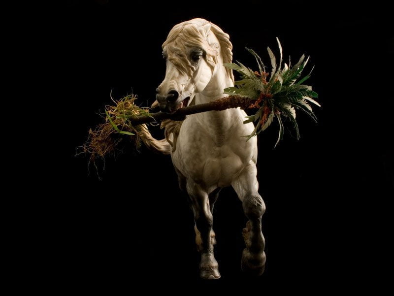 Annihilator Gallery - Equine Art By Debbi LerMond